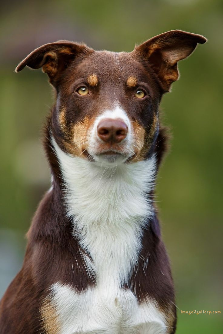 1100+ Dog Images Free Download | Cute Dog Pictures | 284 dog images hd 1080p -(18)