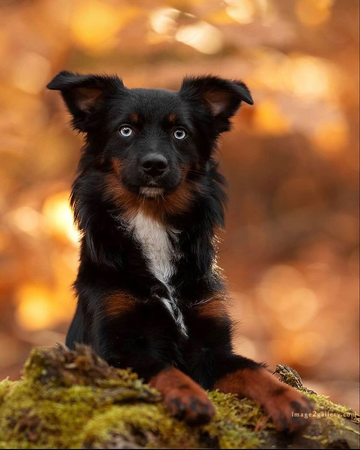 1100+ Dog Images Free Download | Cute Dog Pictures | 280 dog images hd 1080p -(19)