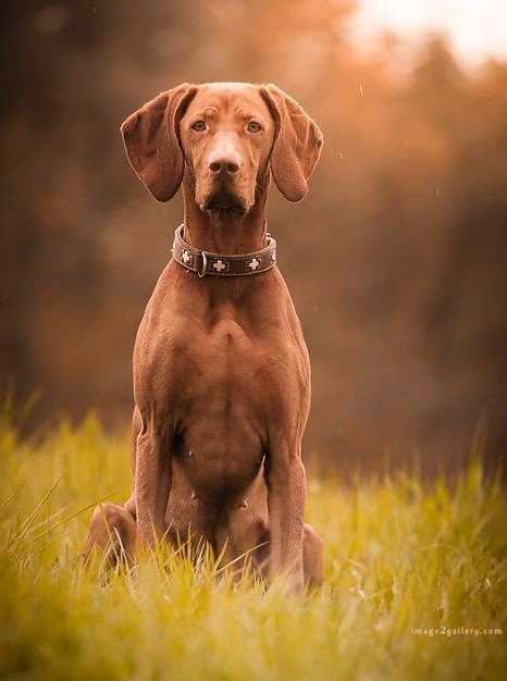 1100+ Dog Images Free Download | Cute Dog Pictures | 297 dog images hd 1080p -(2)