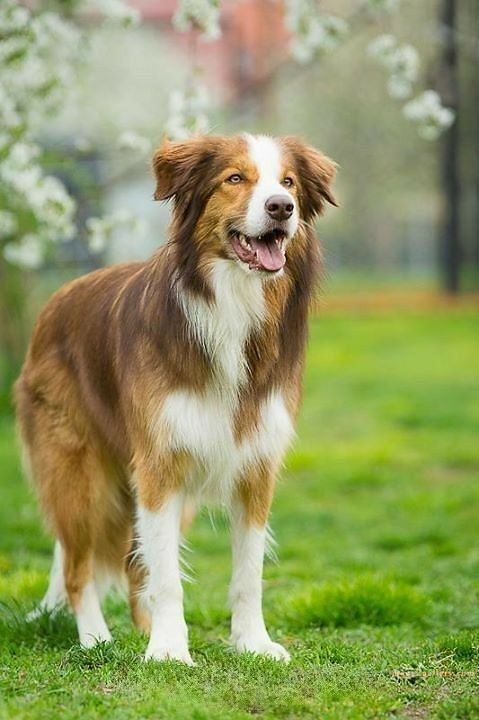 1100+ Dog Images Free Download | Cute Dog Pictures | 277 dog images hd 1080p -(22)