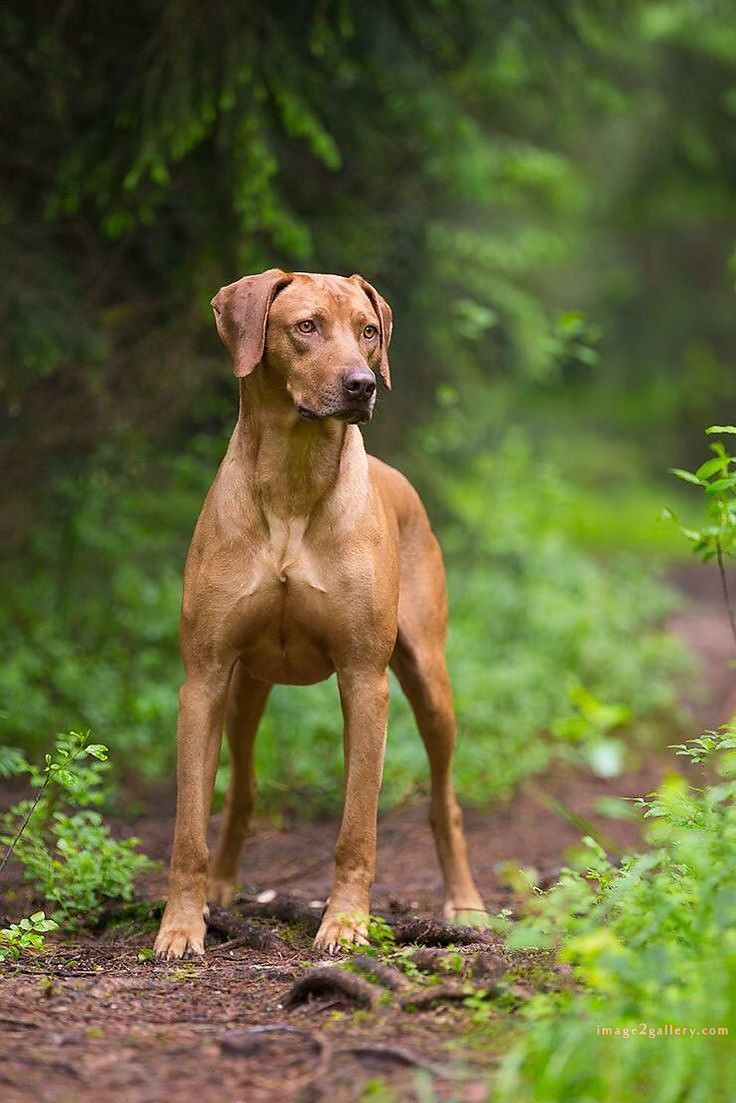 1100+ Dog Images Free Download | Cute Dog Pictures | 272 dog images hd 1080p -(25)