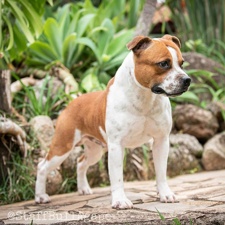 1100+ Dog Images Free Download | Cute Dog Pictures | 291 dog images hd 1080p -(4)