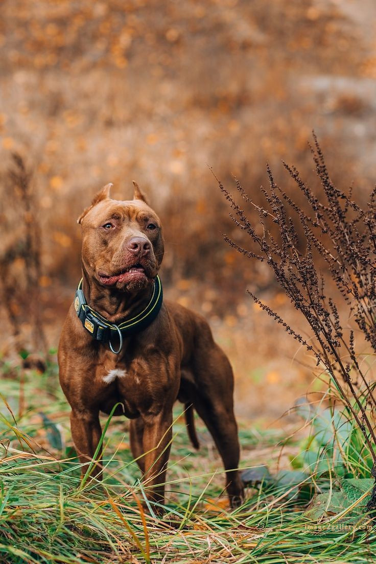 1100+ Dog Images Free Download | Cute Dog Pictures | 292 dog images hd 1080p -(5)