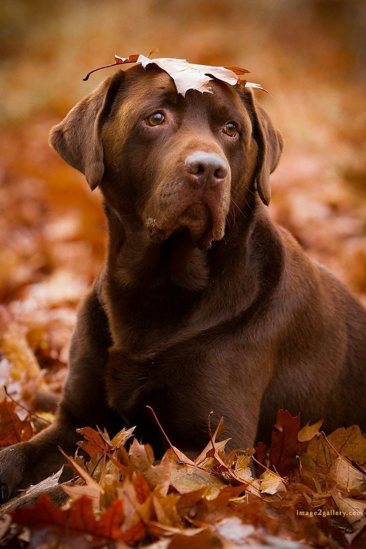 1100+ Dog Images Free Download | Cute Dog Pictures | 293 dog images hd 1080p -(6)
