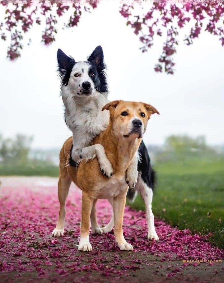 1100+ Dog Images Free Download | Cute Dog Pictures | 294 dog images hd 1080p -(7)