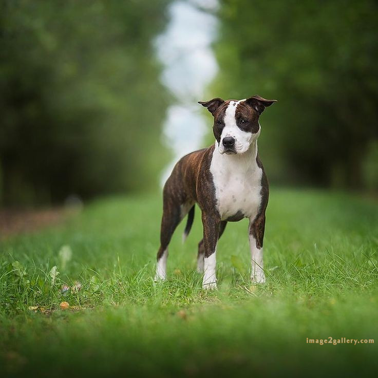 1100+ Dog Images Free Download | Cute Dog Pictures | 295 dog images hd 1080p -(8)