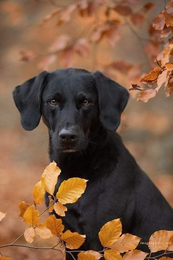 1100+ Dog Images Free Download | Cute Dog Pictures | 290 dog images hd 1080p -(9)