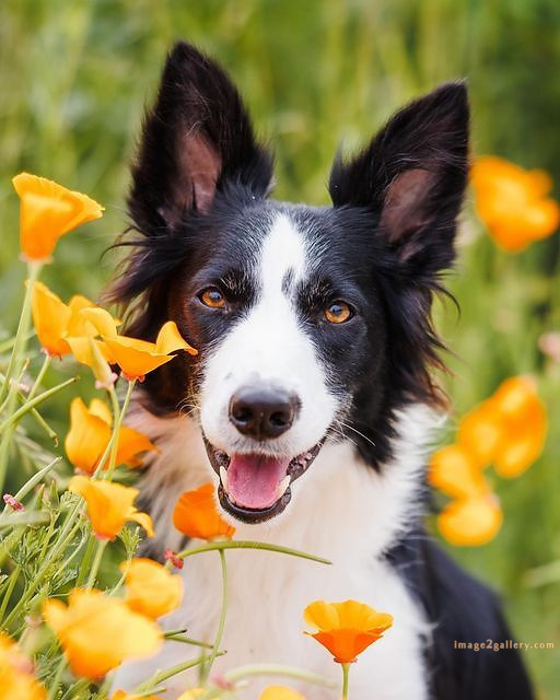 1100+ Dog Images Free Download | Cute Dog Pictures | 312 dog images hd -(11)