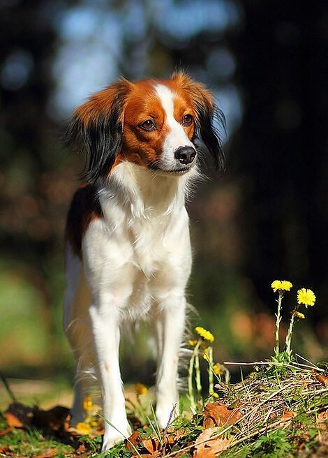 1100+ Dog Images Free Download | Cute Dog Pictures | 315 dog images hd -(13)