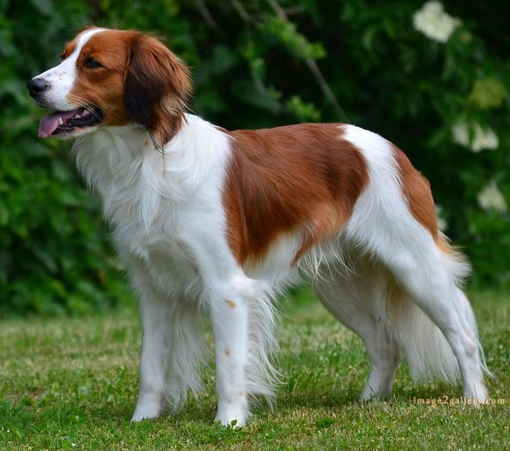 1100+ Dog Images Free Download | Cute Dog Pictures | 314 dog images hd -(14)