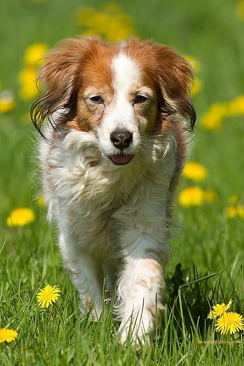 1100+ Dog Images Free Download | Cute Dog Pictures | 310 dog images hd -(15)