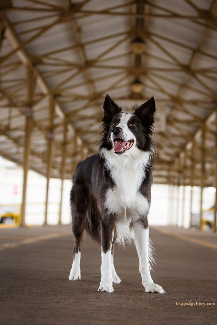 1100+ Dog Images Free Download | Cute Dog Pictures | 309 dog images hd -(16)