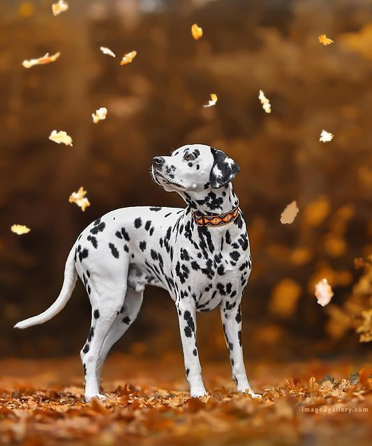 1100+ Dog Images Free Download | Cute Dog Pictures | 308 dog images hd -(17)