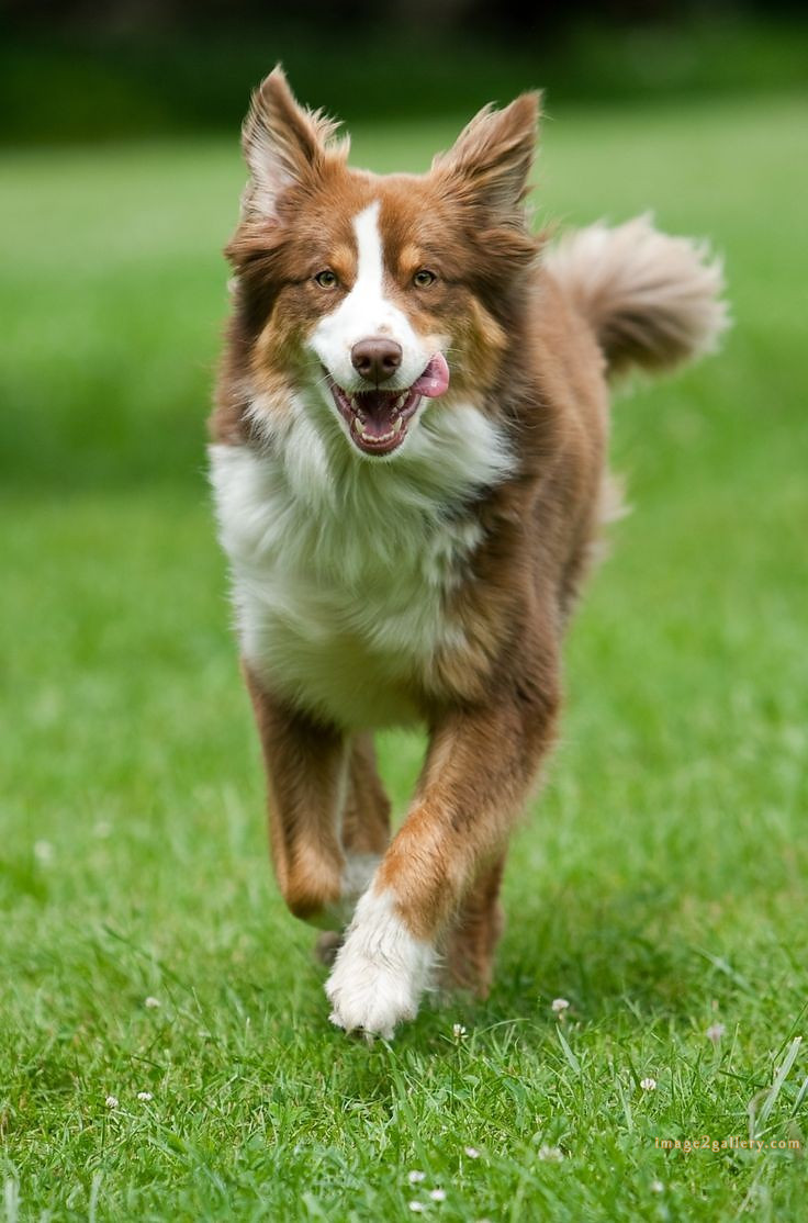 1100+ Dog Images Free Download | Cute Dog Pictures | 307 dog images hd -(18)