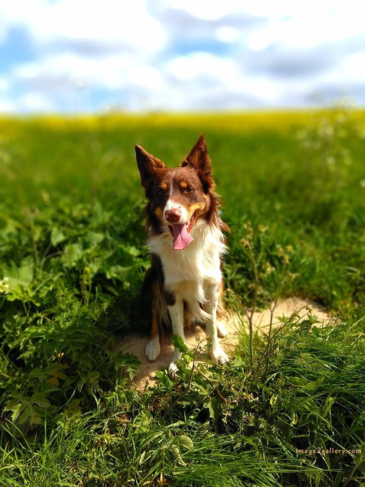 1100+ Dog Images Free Download | Cute Dog Pictures | 323 dog images hd -(2)