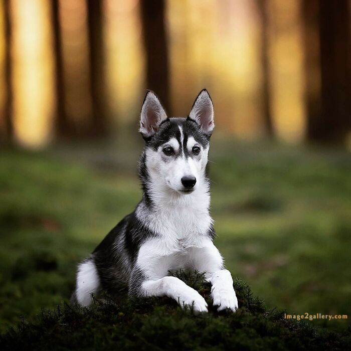 1100+ Dog Images Free Download | Cute Dog Pictures | 301 dog images hd -(20)