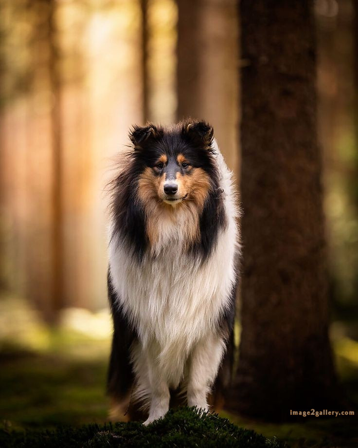 1100+ Dog Images Free Download | Cute Dog Pictures | 302 dog images hd -(21)