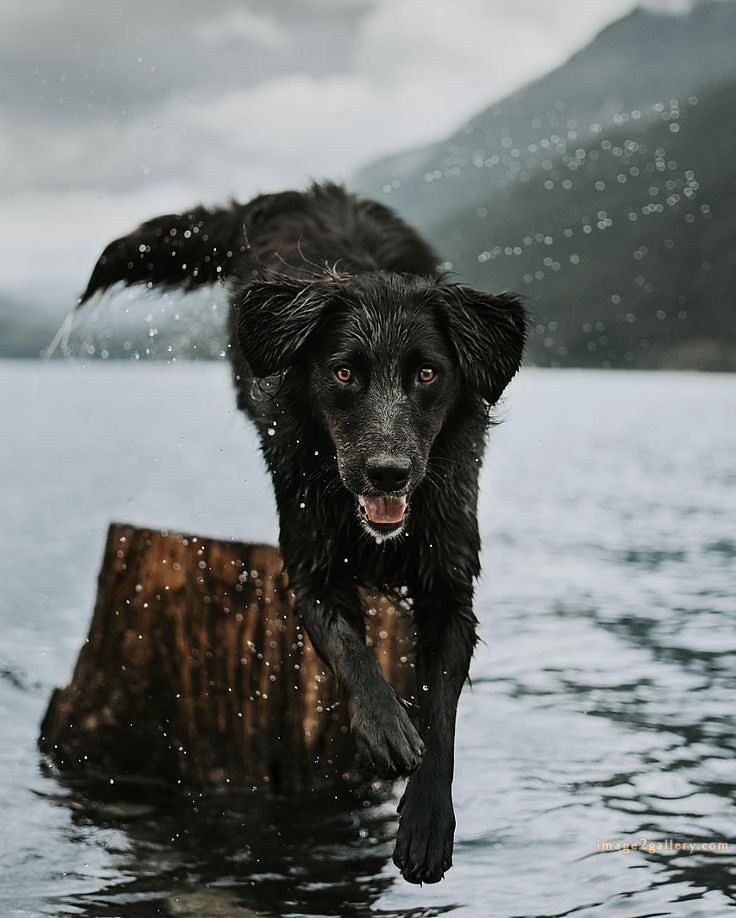 1100+ Dog Images Free Download | Cute Dog Pictures | 304 dog images hd -(23)