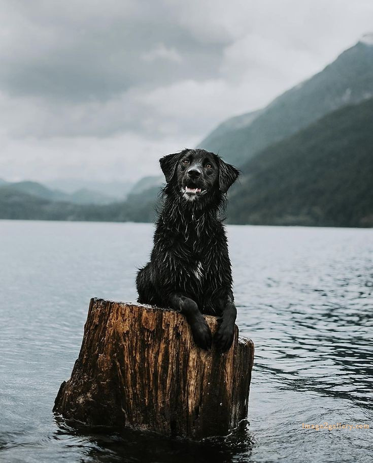 1100+ Dog Images Free Download | Cute Dog Pictures | 305 dog images hd -(24)
