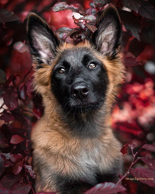 1100+ Dog Images Free Download | Cute Dog Pictures | 300 dog images hd -(25)