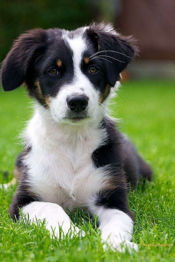 1100+ Dog Images Free Download | Cute Dog Pictures | 324 dog images hd -(3)