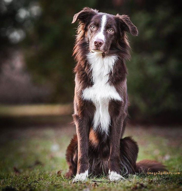 1100+ Dog Images Free Download | Cute Dog Pictures | 325 dog images hd -(4)