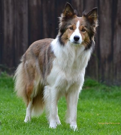 1100+ Dog Images Free Download | Cute Dog Pictures | 320 dog images hd -(5)