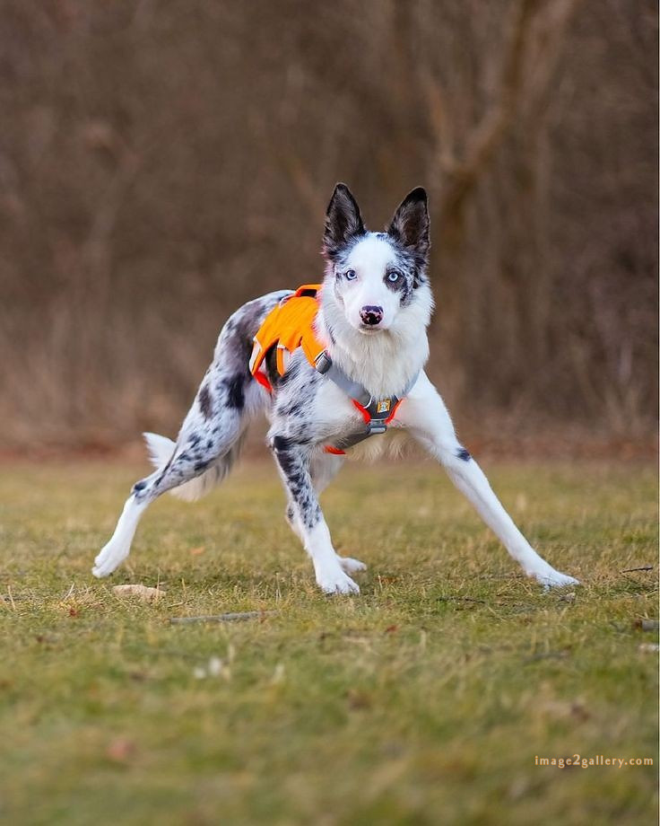 1100+ Dog Images Free Download | Cute Dog Pictures | 318 dog images hd -(7)