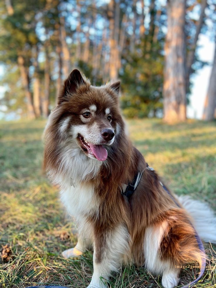 1100+ Dog Images Free Download | Cute Dog Pictures | 317 dog images hd -(8)