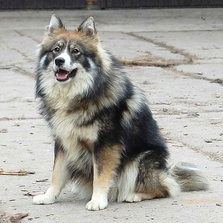 1100+ Dog Images Free Download | Cute Dog Pictures | 316 dog images hd -(9)