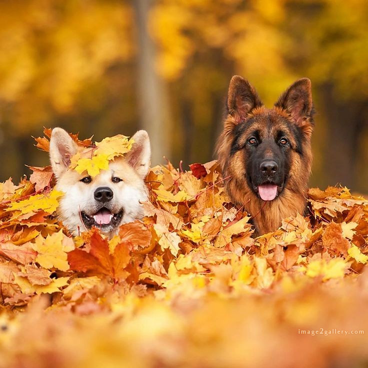 1100+ Dog Images Free Download | Cute Dog Pictures | 264 dog images pitbull -(11)