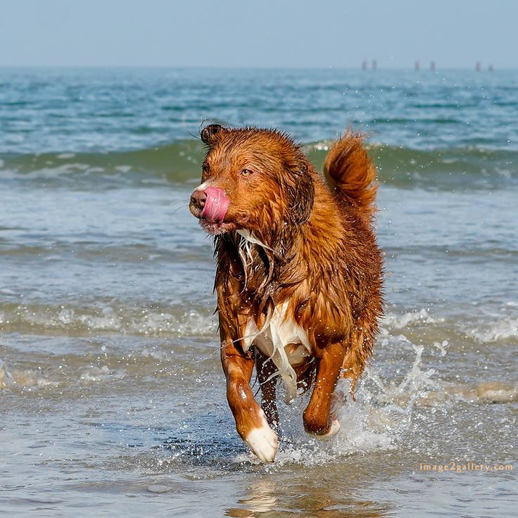 1100+ Dog Images Free Download | Cute Dog Pictures | 259 dog images pitbull -(14)