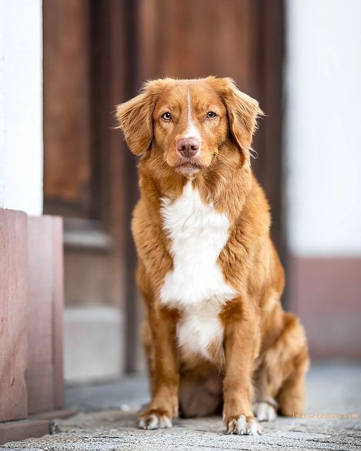 1100+ Dog Images Free Download | Cute Dog Pictures | 258 dog images pitbull -(15)