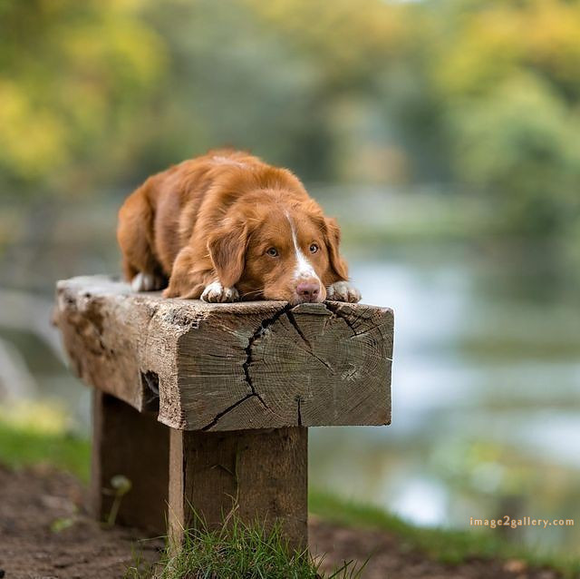 1100+ Dog Images Free Download | Cute Dog Pictures | 256 dog images pitbull -(16)