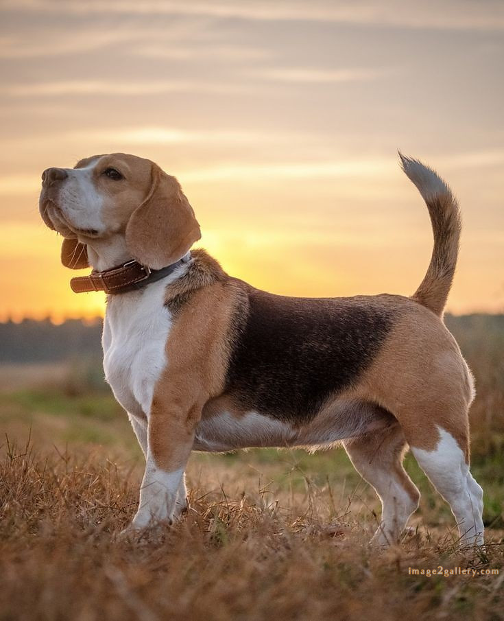 1100+ Dog Images Free Download | Cute Dog Pictures | 267 dog images pitbull -(6)