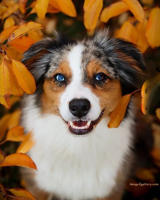 1100+ Dog Images Free Download | Cute Dog Pictures | 261 dog images pitbull -(8)