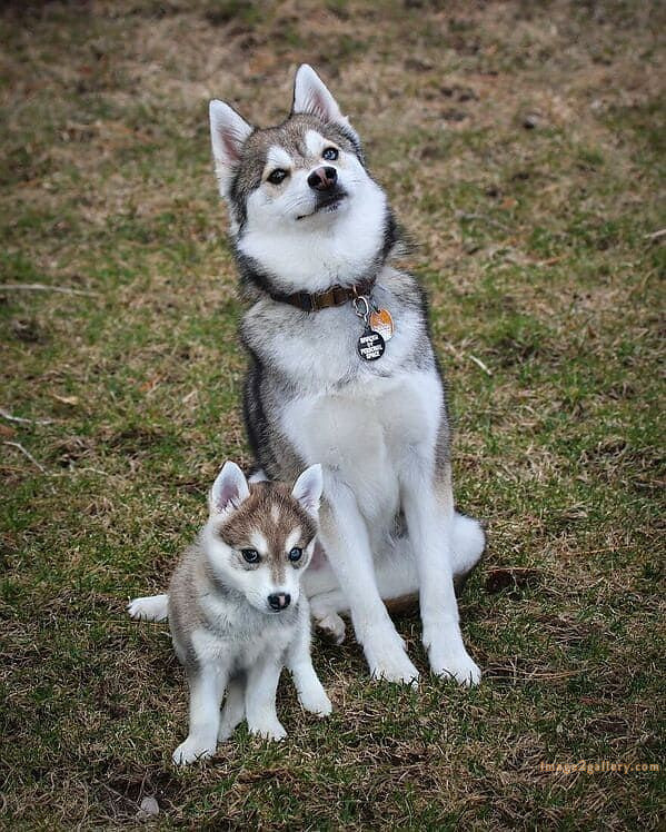 1100+ Dog Images Free Download | Cute Dog Pictures | 129 dog pictures -