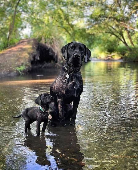 1100+ Dog Images Free Download | Cute Dog Pictures | 252 dog pictures -(1)