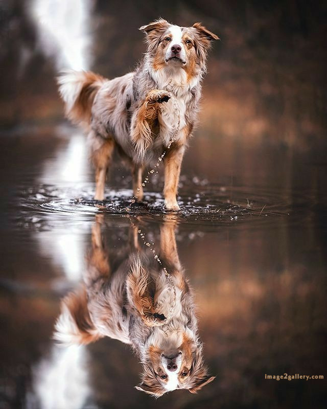 1100+ Dog Images Free Download | Cute Dog Pictures | 241 dog pictures -(10)
