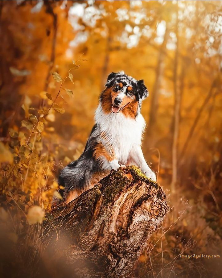1100+ Dog Images Free Download | Cute Dog Pictures | 246 dog pictures -(11)