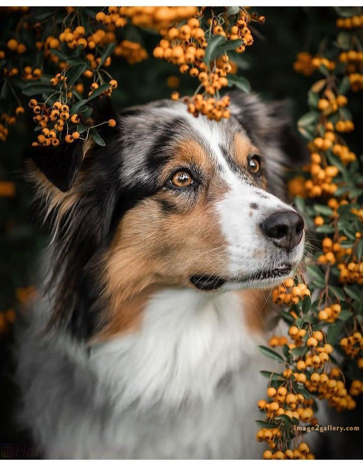 1100+ Dog Images Free Download | Cute Dog Pictures | 243 dog pictures -(13)