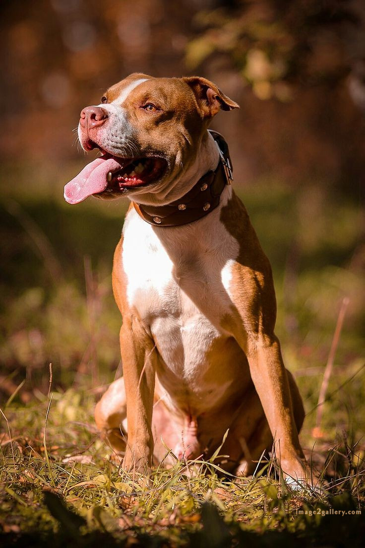 1100+ Dog Images Free Download | Cute Dog Pictures | 126 dog pictures (16)