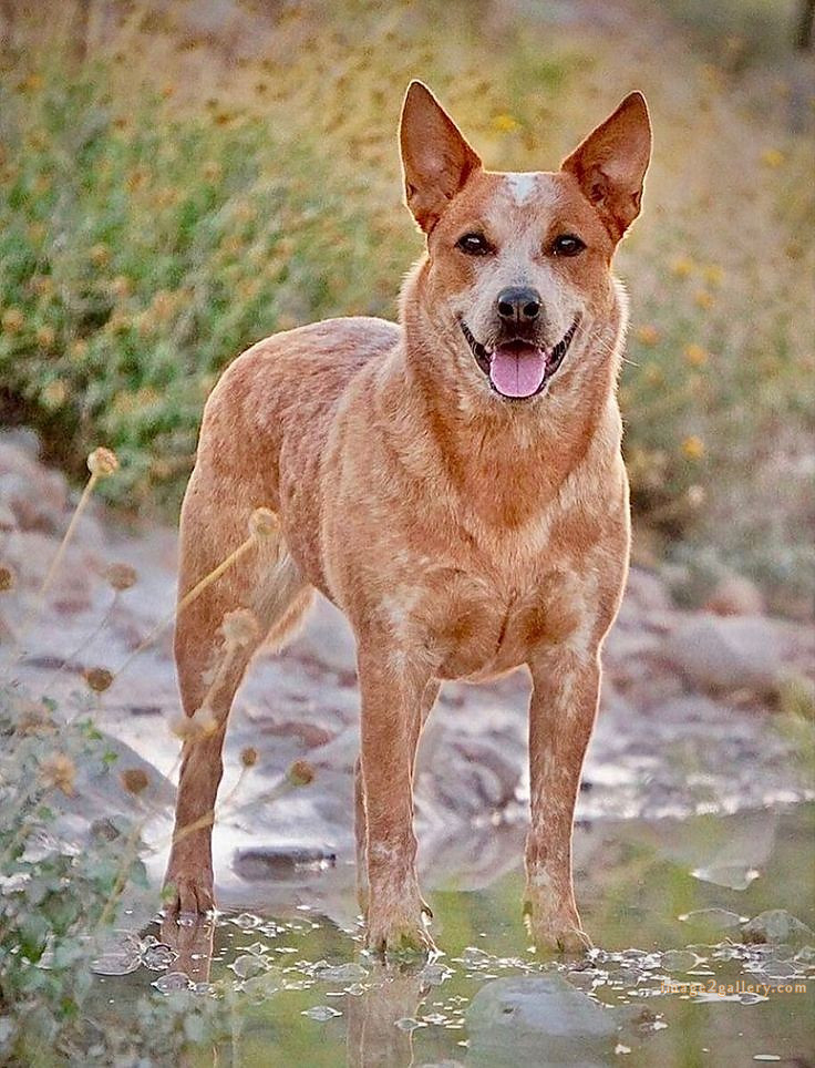1100+ Dog Images Free Download | Cute Dog Pictures | 127 dog pictures -(17)