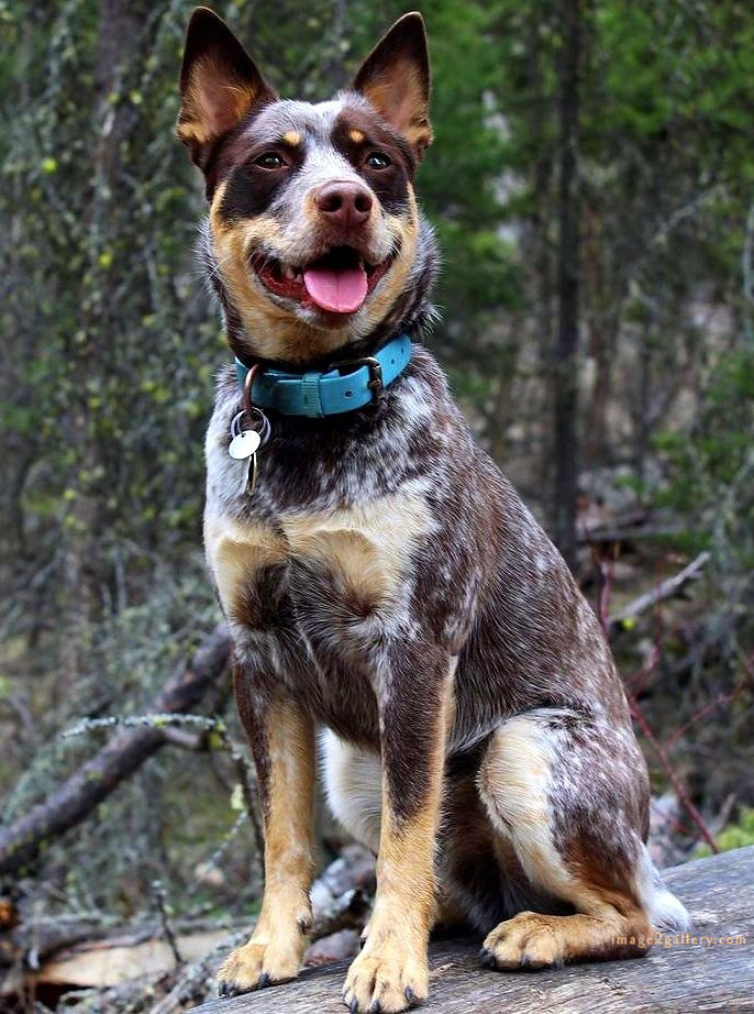 1100+ Dog Images Free Download | Cute Dog Pictures | 128 dog pictures -(18)