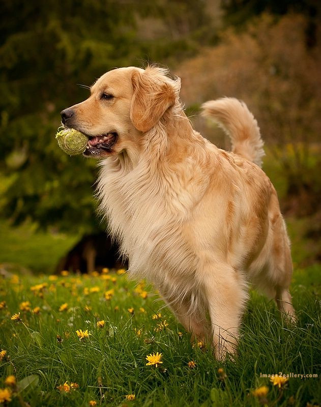 1100+ Dog Images Free Download | Cute Dog Pictures | 251 dog pictures -(2)