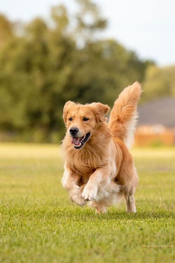 1100+ Dog Images Free Download | Cute Dog Pictures | 253 dog pictures -(3)