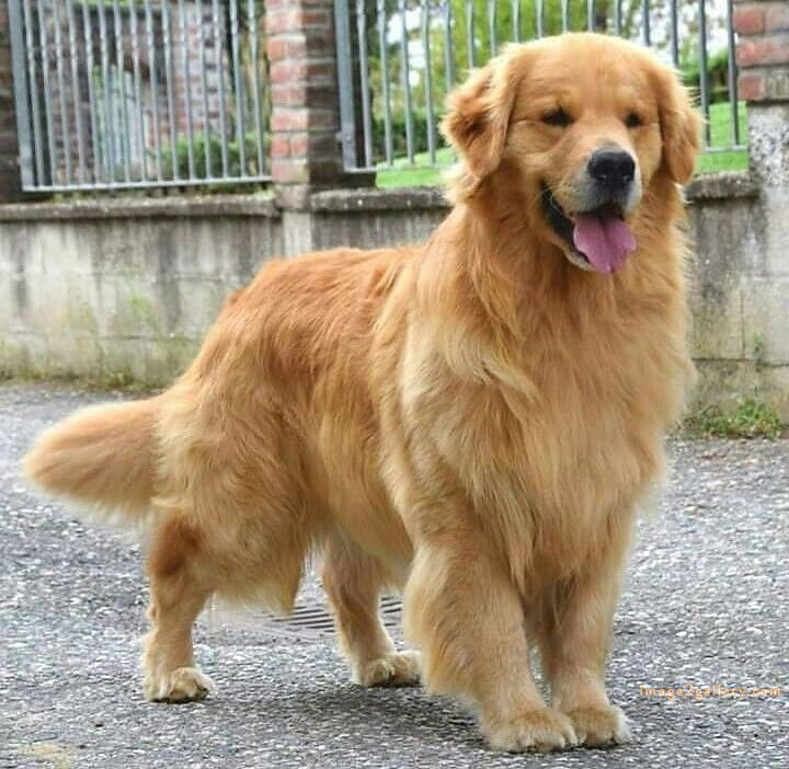 1100+ Dog Images Free Download | Cute Dog Pictures | 254 dog pictures -(4)