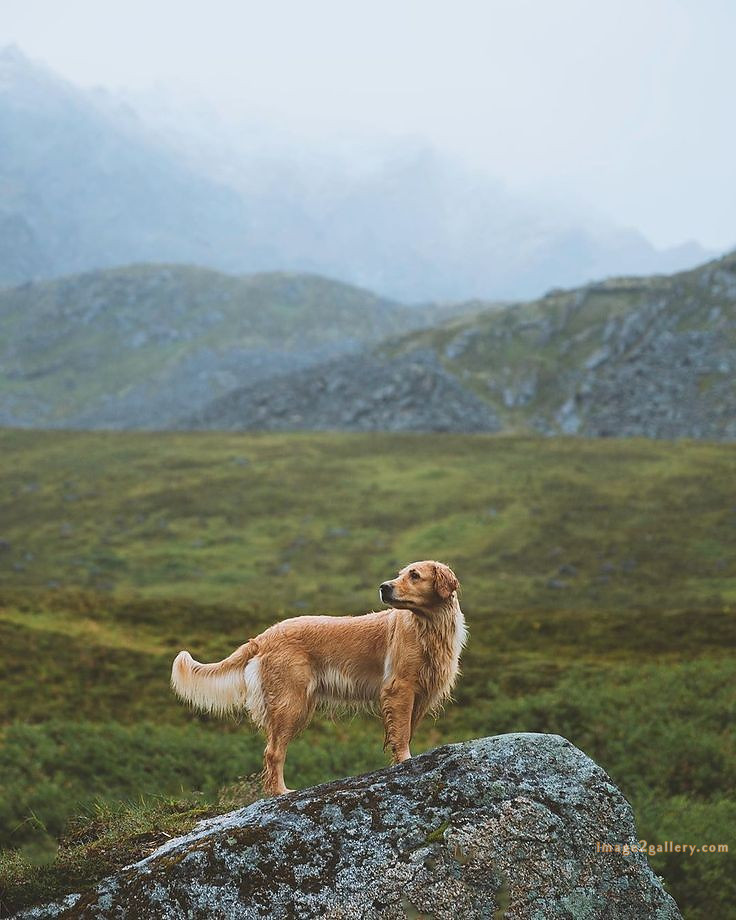 1100+ Dog Images Free Download | Cute Dog Pictures | 250 dog pictures -(5)