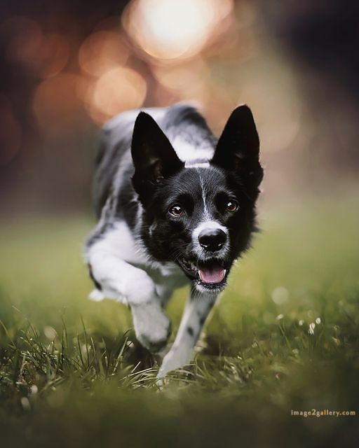 1100+ Dog Images Free Download | Cute Dog Pictures | 249 dog pictures -(7)