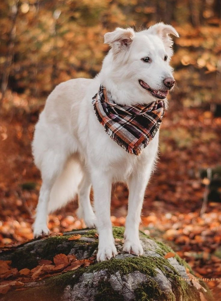 1100+ Dog Images Free Download | Cute Dog Pictures | 248 dog pictures -(8)